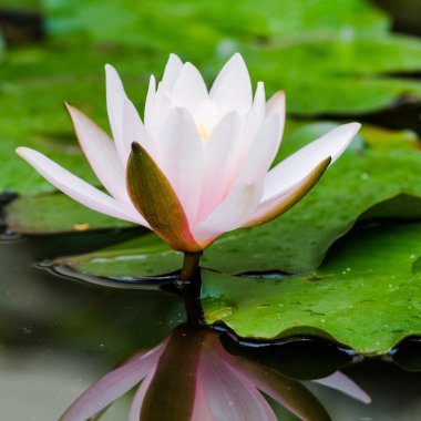 Güzel nilüfer çiçeği