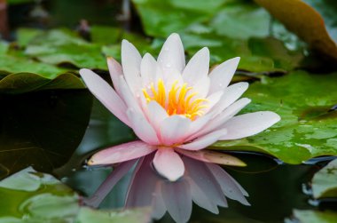 Güzel nilüfer çiçeği