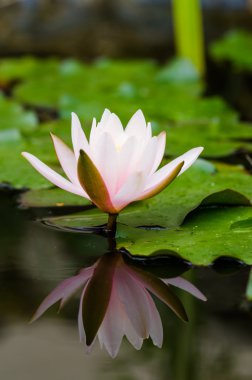 Güzel nilüfer çiçeği