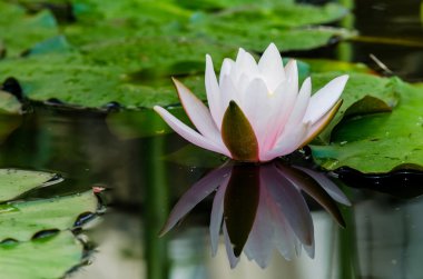 Tek lotus çiçeği
