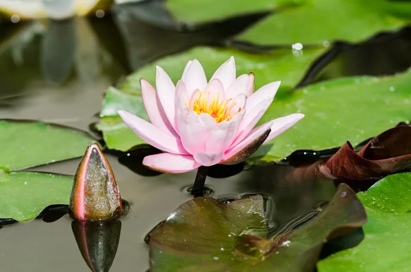 Hermosa flor de loto — Foto de Stock