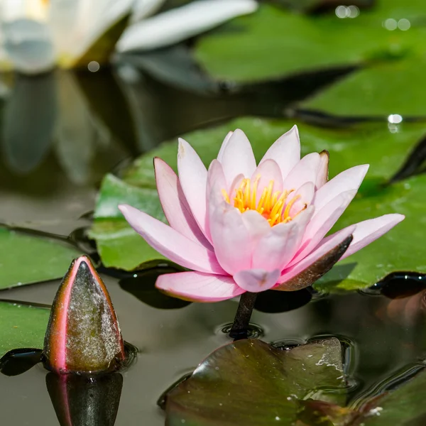 Lotus flower in pond — Stock Photo, Image