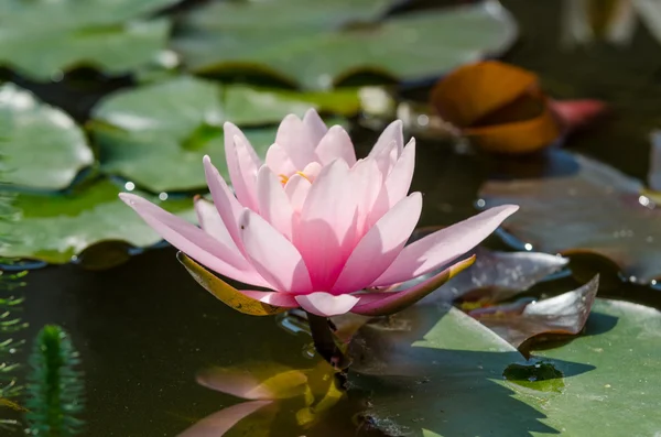 Lotus flower in pond — Stock Photo, Image