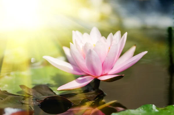 Lotus flower in pond — Stock Photo, Image