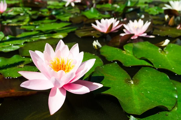 Lotus flowers in pond — Stock Photo, Image