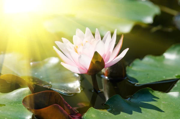 Lotus flower in pond — Stock Photo, Image