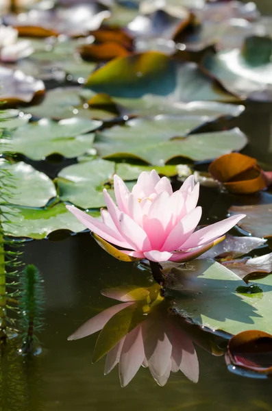 Flor de loto único — Foto de Stock