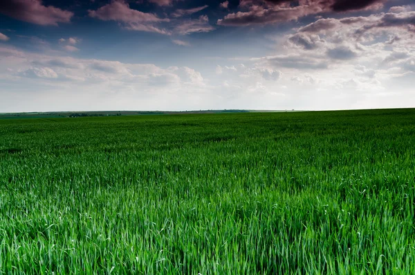 Campo verde e céu azul — Fotografia de Stock