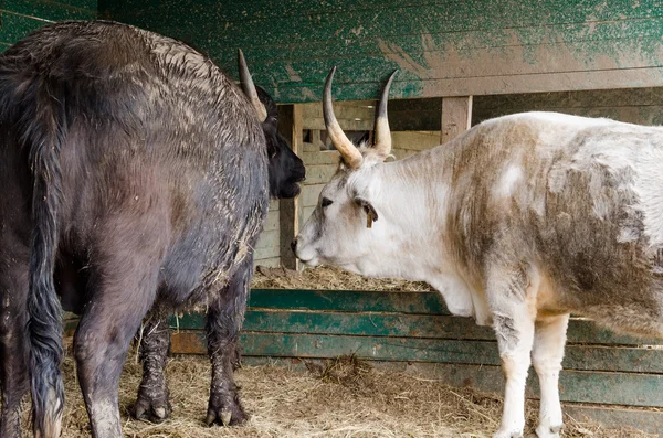 Gray cows in a barn — Stock Photo, Image