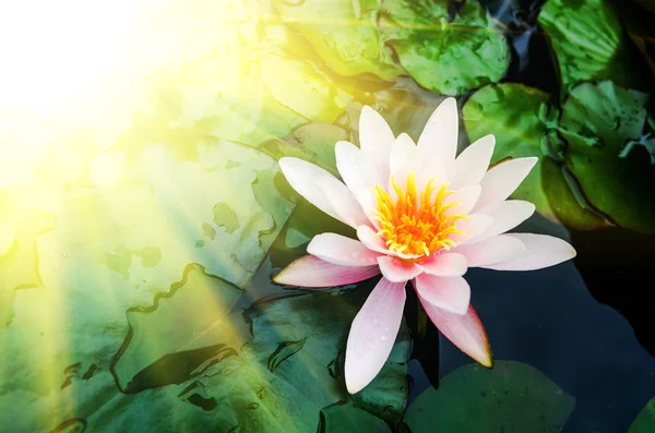 Schöne Lotusblume — Stockfoto