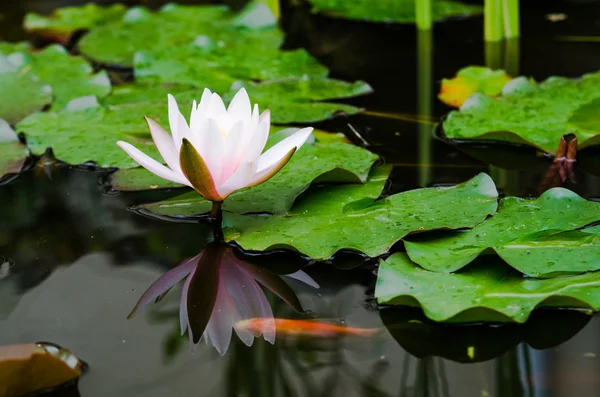 Beautiful Lotus flower — Stock Photo, Image