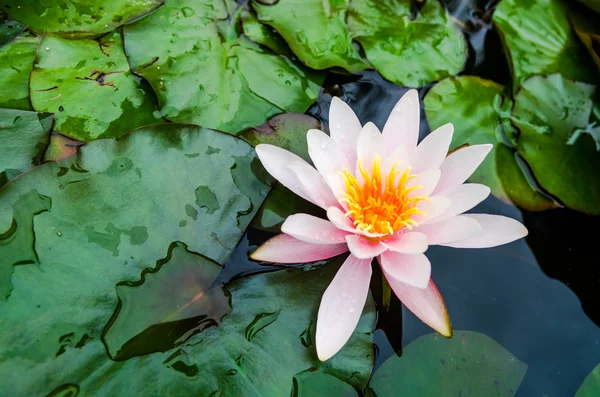 Beautiful Lotus flower — Stock Photo, Image
