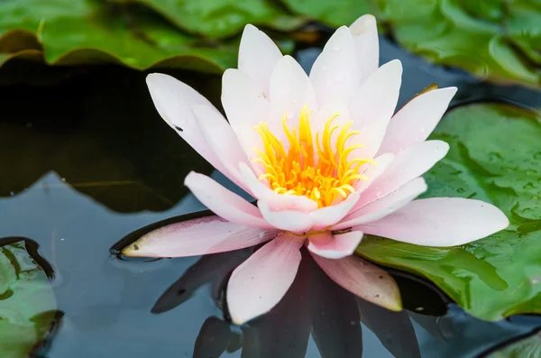 Single lotus flower — Stock Photo, Image