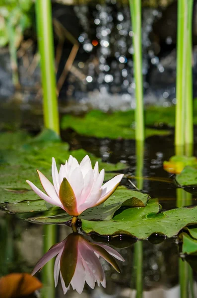 Bellissimo fiore di loto — Foto Stock