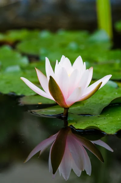 Schöne Lotusblume — Stockfoto