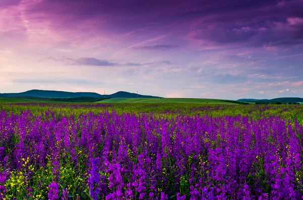 Purple flower field — Stock Photo, Image