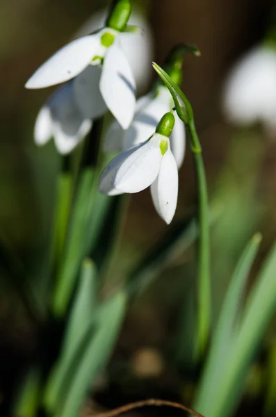 Vita snödroppar på nära håll — Stockfoto