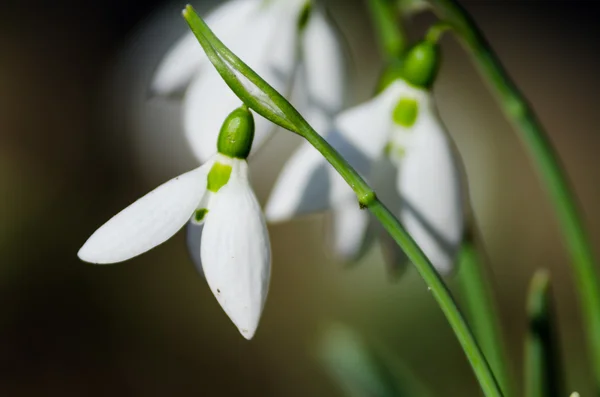 Bílé sněženky zblízka — Stock fotografie