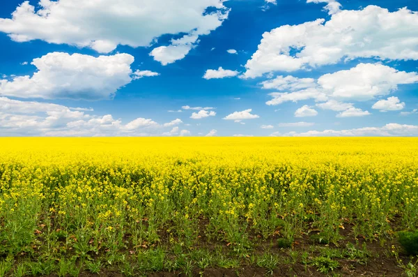 Blick auf Rapsfeld — Stockfoto