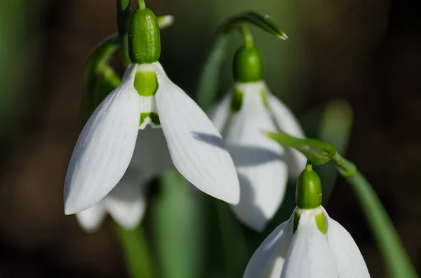 White Snowdrops close up — Stock Photo, Image