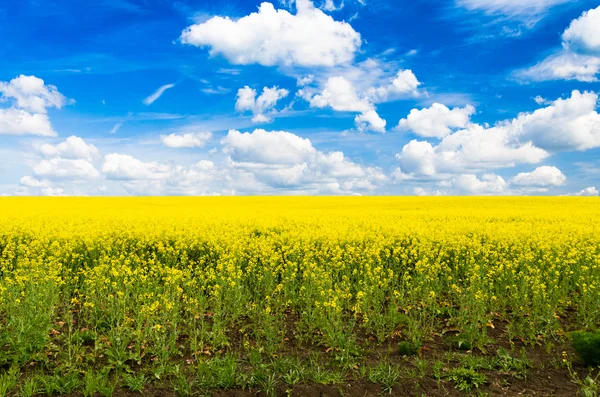 Campo de violación amarillo —  Fotos de Stock