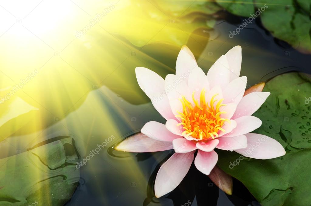 beautiful Lotus flower