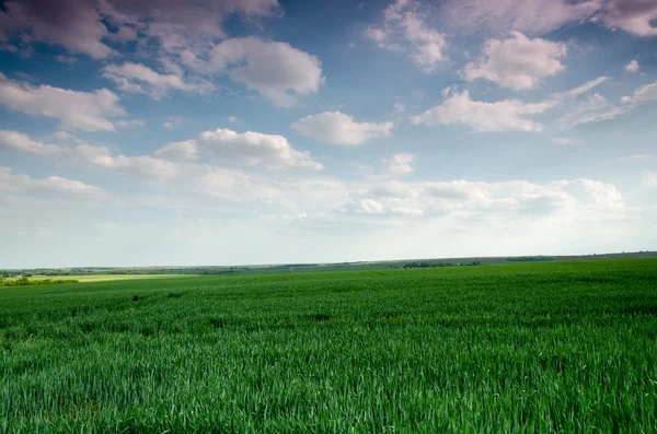 Nattvisning landskap — Stockfoto