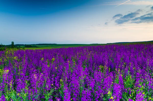 Campo di fiori viola — Foto Stock