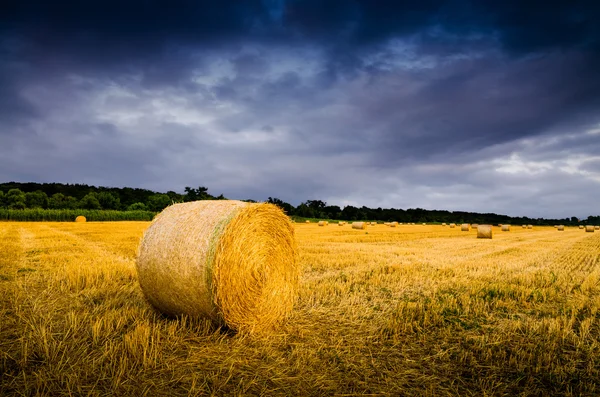 Fardos de feno no campo — Fotografia de Stock