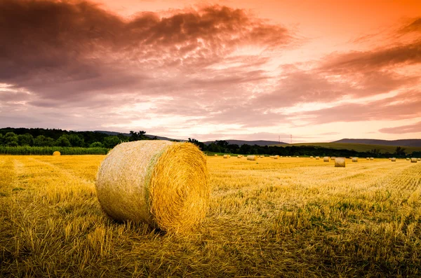 Hay bales on the field — Stock Photo, Image