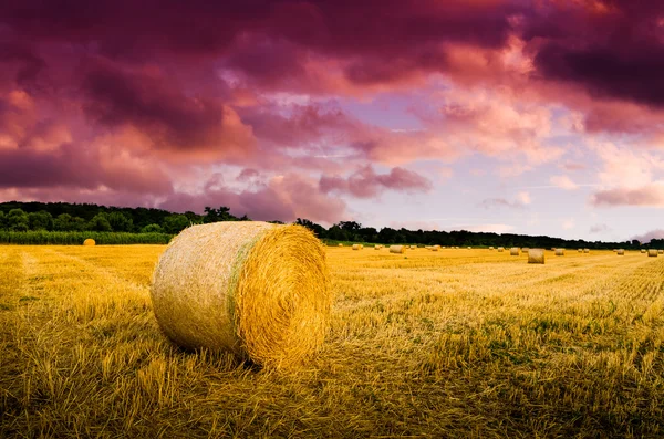 Fardos de feno no campo — Fotografia de Stock