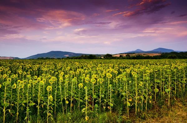 Słoneczniki żółte pola — Zdjęcie stockowe