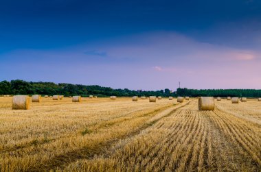 saman balyaları sahada