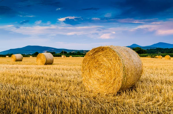 Fardos de feno no campo — Fotografia de Stock