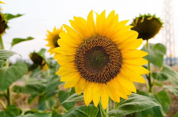 Campo de girasoles amarillos —  Fotos de Stock