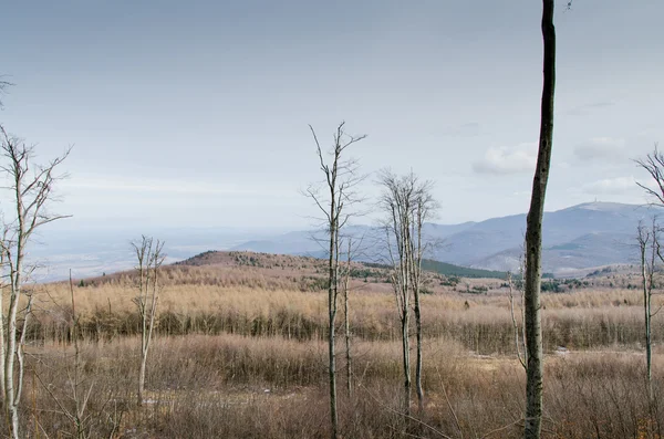 Brownfields v létě — Stock fotografie