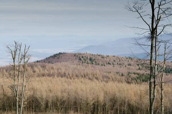 Campo marrone in estate — Foto Stock