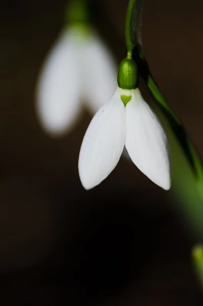 Čerstvé bílé sněženky — Stock fotografie