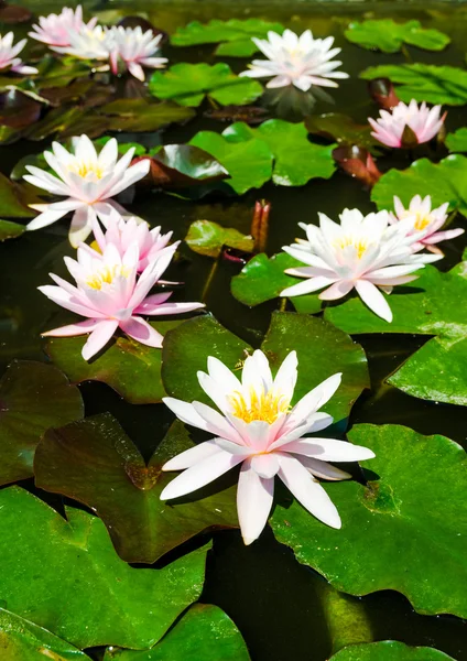 Pink lotus flowers — Stock Photo, Image