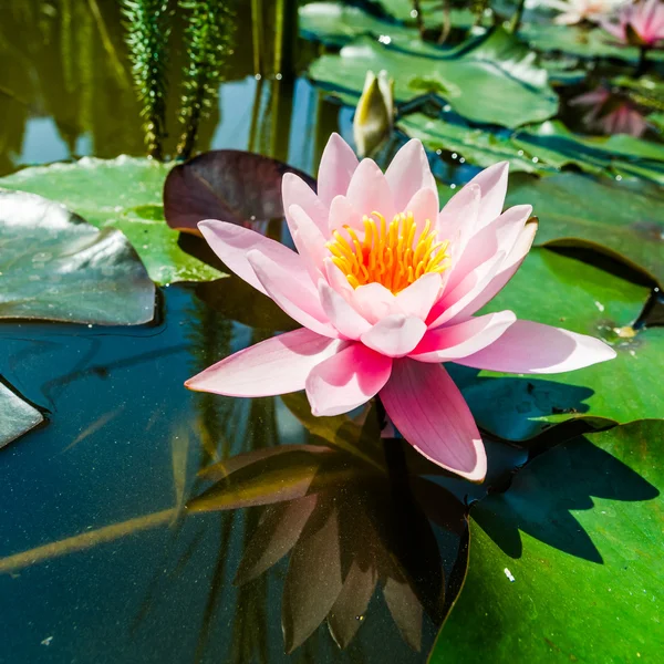 Één lotusbloem — Stockfoto