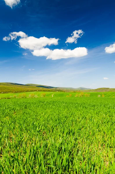 Verão natureza paisagem — Fotografia de Stock