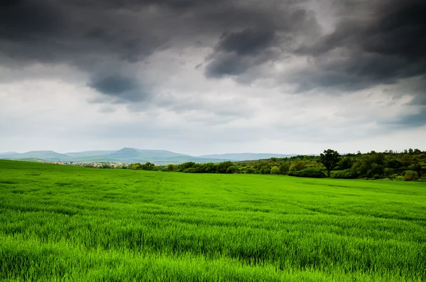 Зеленое поле в шторме — стоковое фото