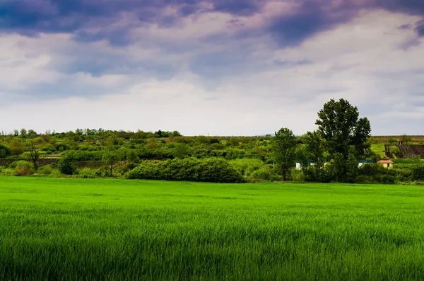 Green field in storm — Stock Photo, Image