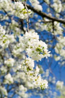 Dalları kiraz çiçekleri ile