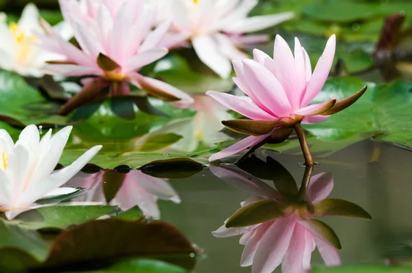 Ροζ lotus λουλούδια — Φωτογραφία Αρχείου