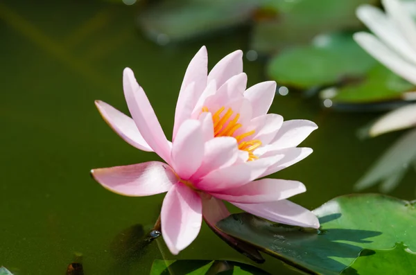 Flor de loto único —  Fotos de Stock