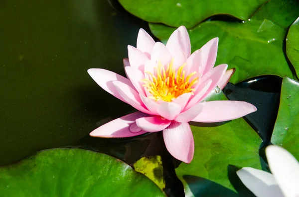 Enda lotusblomma — Stockfoto