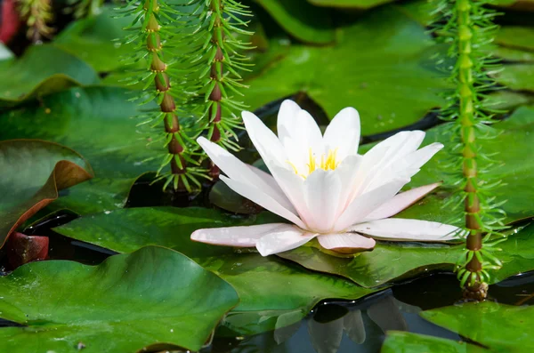 Single lotus flower — Stock Photo, Image