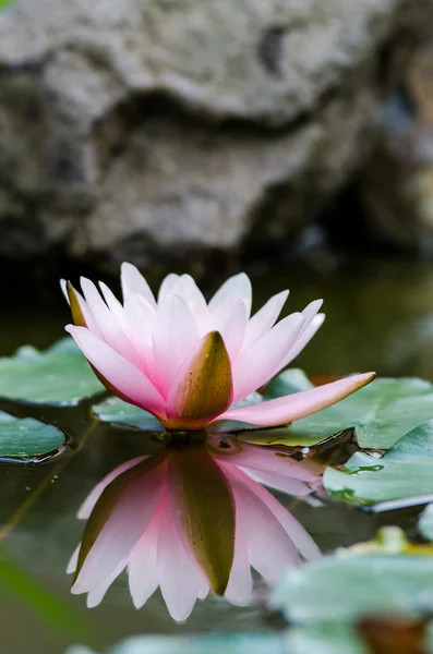 Flor de loto único —  Fotos de Stock