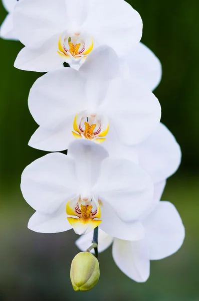 Красивая белая орхидея — стоковое фото